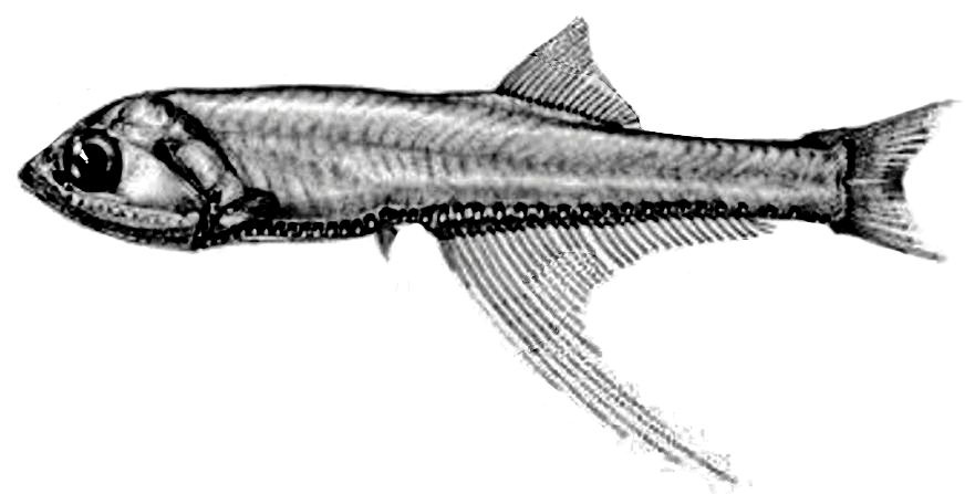 Bonapartia pedaliota_00001.jpg